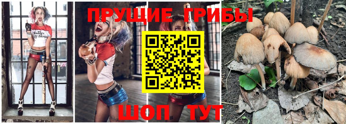 наркота  Псилоцибиновые грибы GOLDEN TEACHER  Вход с VPN  Долгопрудный 